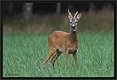 ree _MG_0628